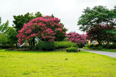 35 Dark PINK CREPE MYRTLE Lagerstroemia Indica Flowering Shrub Bush Small Tree Seeds